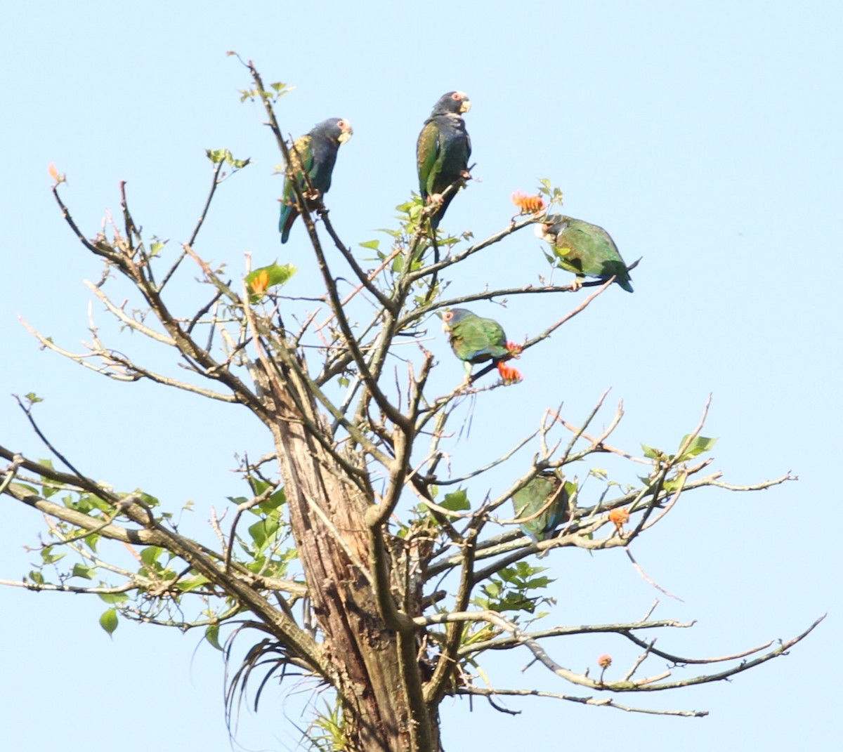 White-crowned Parrot - Don Coons
