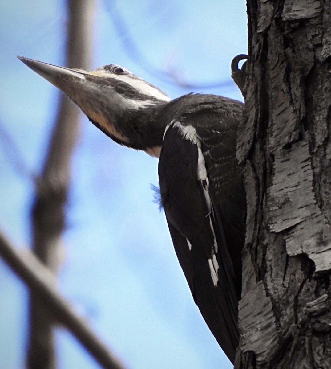 Pileated Woodpecker - Linda Grebe 🦅