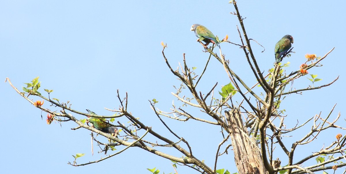 White-crowned Parrot - Don Coons