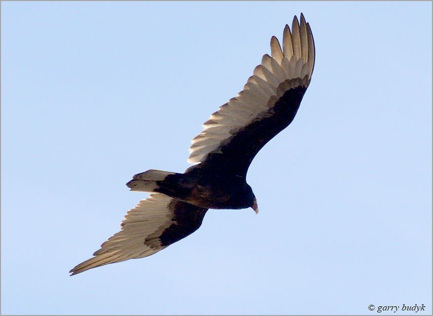 Turkey Vulture - ML151834701