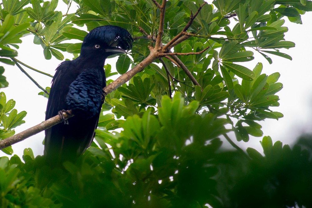 Amazonian Umbrellabird - ML151835521