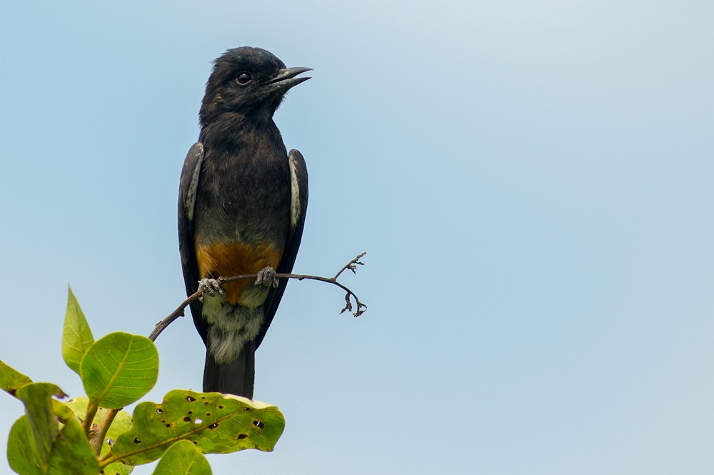 Swallow-winged Puffbird - Joao Quental JQuental