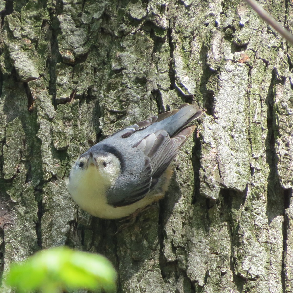 White-breasted Nuthatch - ML151836121