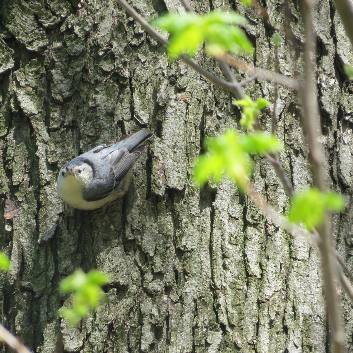 White-breasted Nuthatch - ML151836161