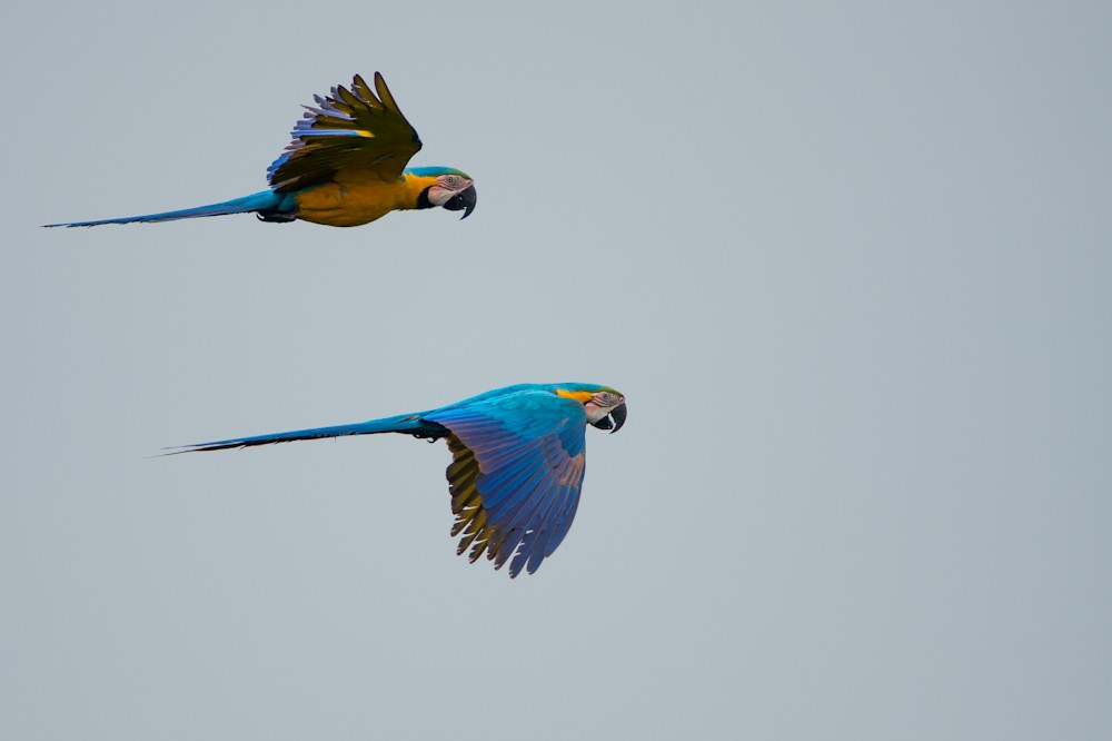 Blue-and-yellow Macaw - Joao Quental JQuental