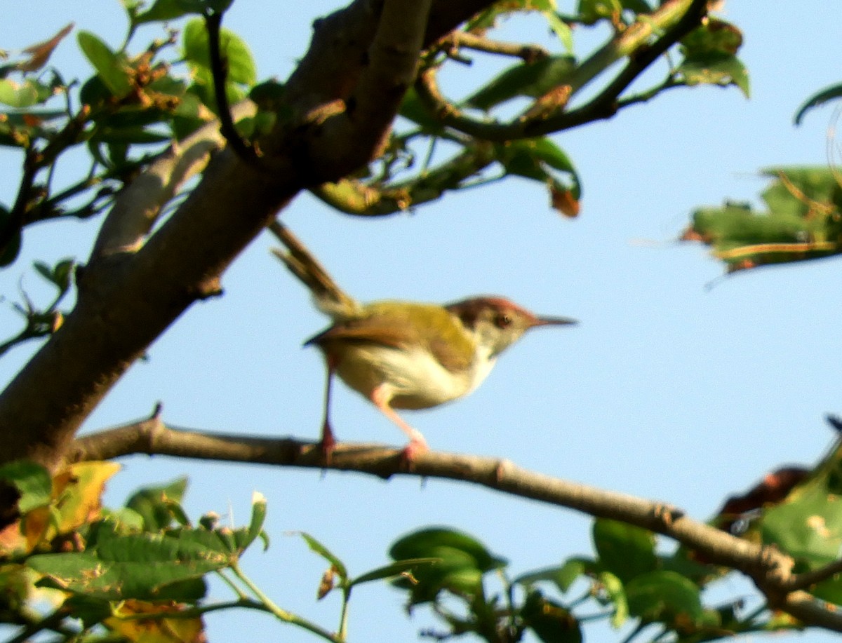 Common Tailorbird - Manju Sinha