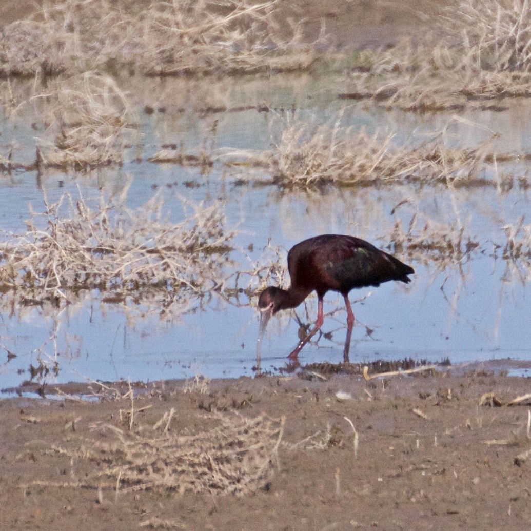 White-faced Ibis - Dick Conway