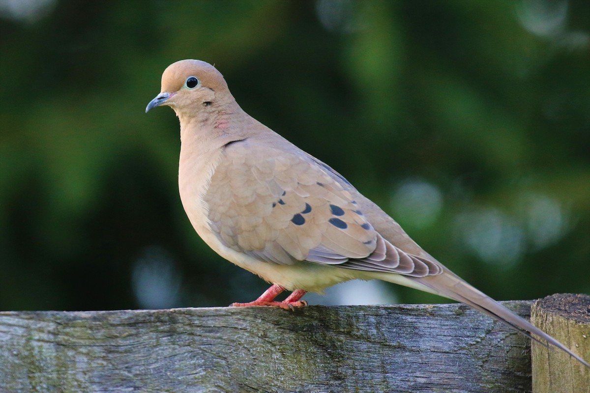 Mourning Dove - David Carr