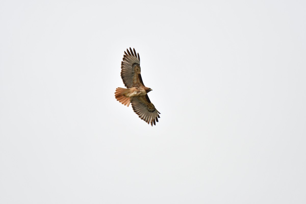 Red-tailed Hawk - Ian Hearn