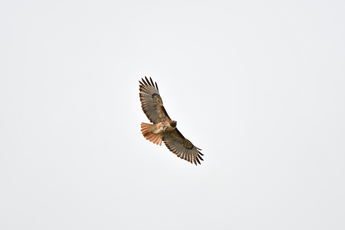 Red-tailed Hawk - Ian Hearn