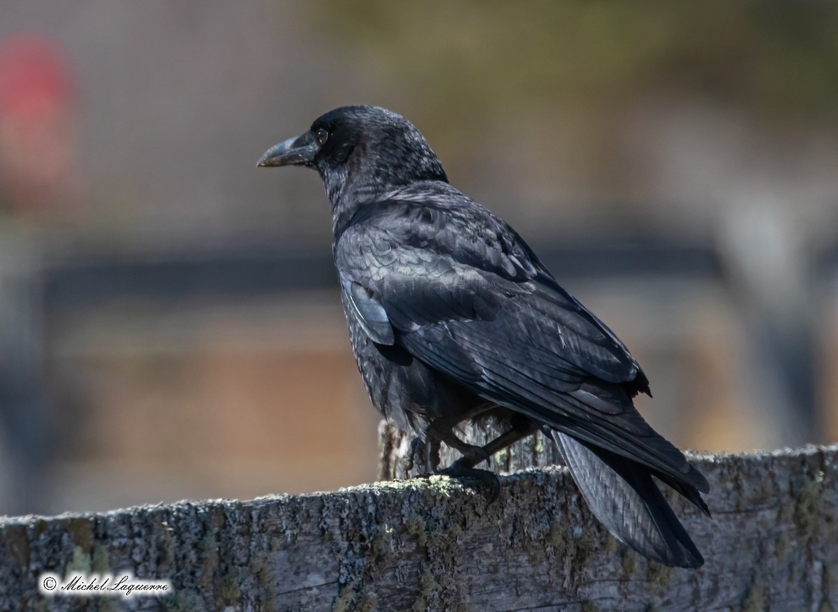American Crow - ML151838321