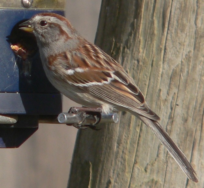 American Tree Sparrow - William Flack