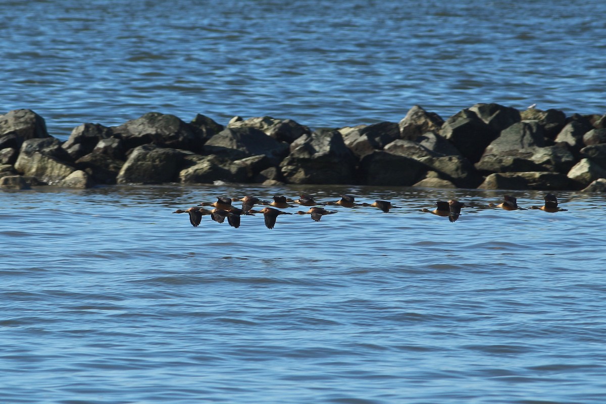 eBird Checklist 15 Apr 2019 Peveto WoodsBaton Rouge Audubon