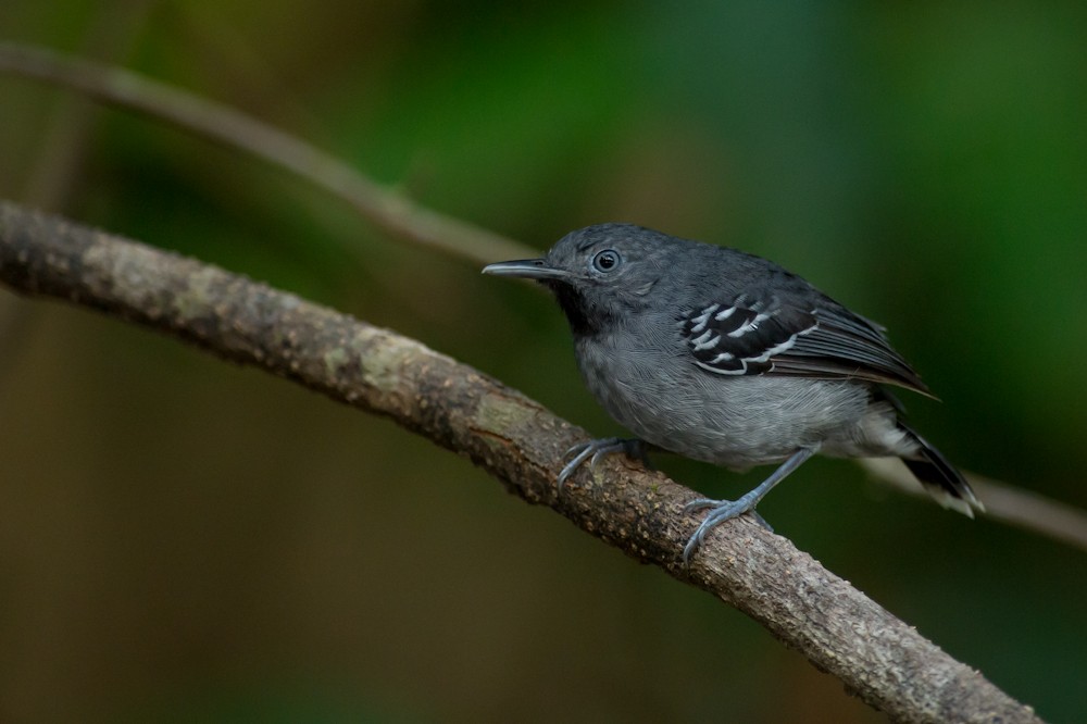 Band-tailed Antbird - Joao Quental JQuental