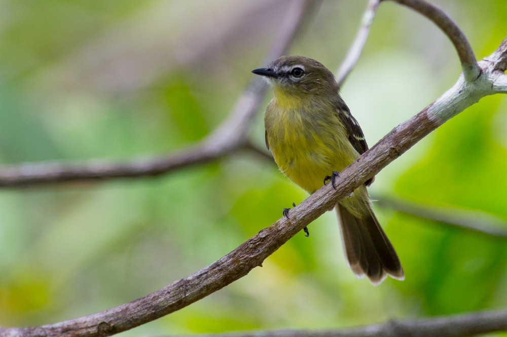 Amazonian Tyrannulet - Joao Quental JQuental