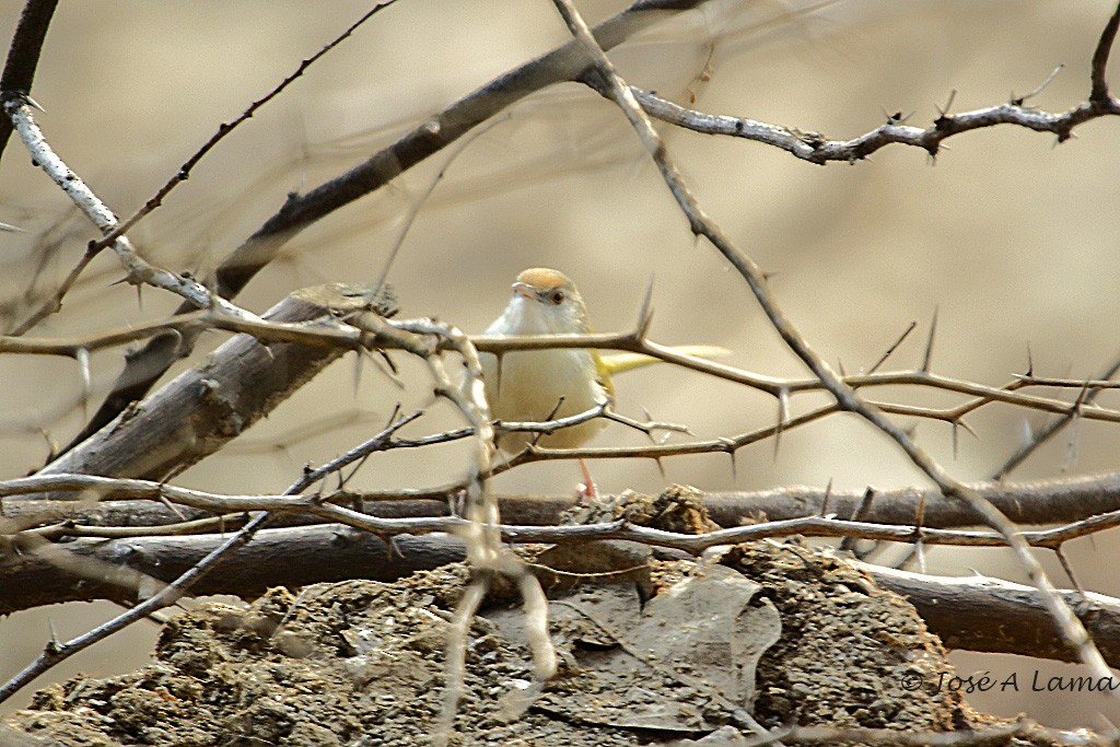Common Tailorbird - Jose Antonio Lama