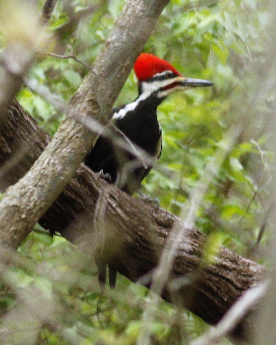 Pileated Woodpecker - Becky Lutz