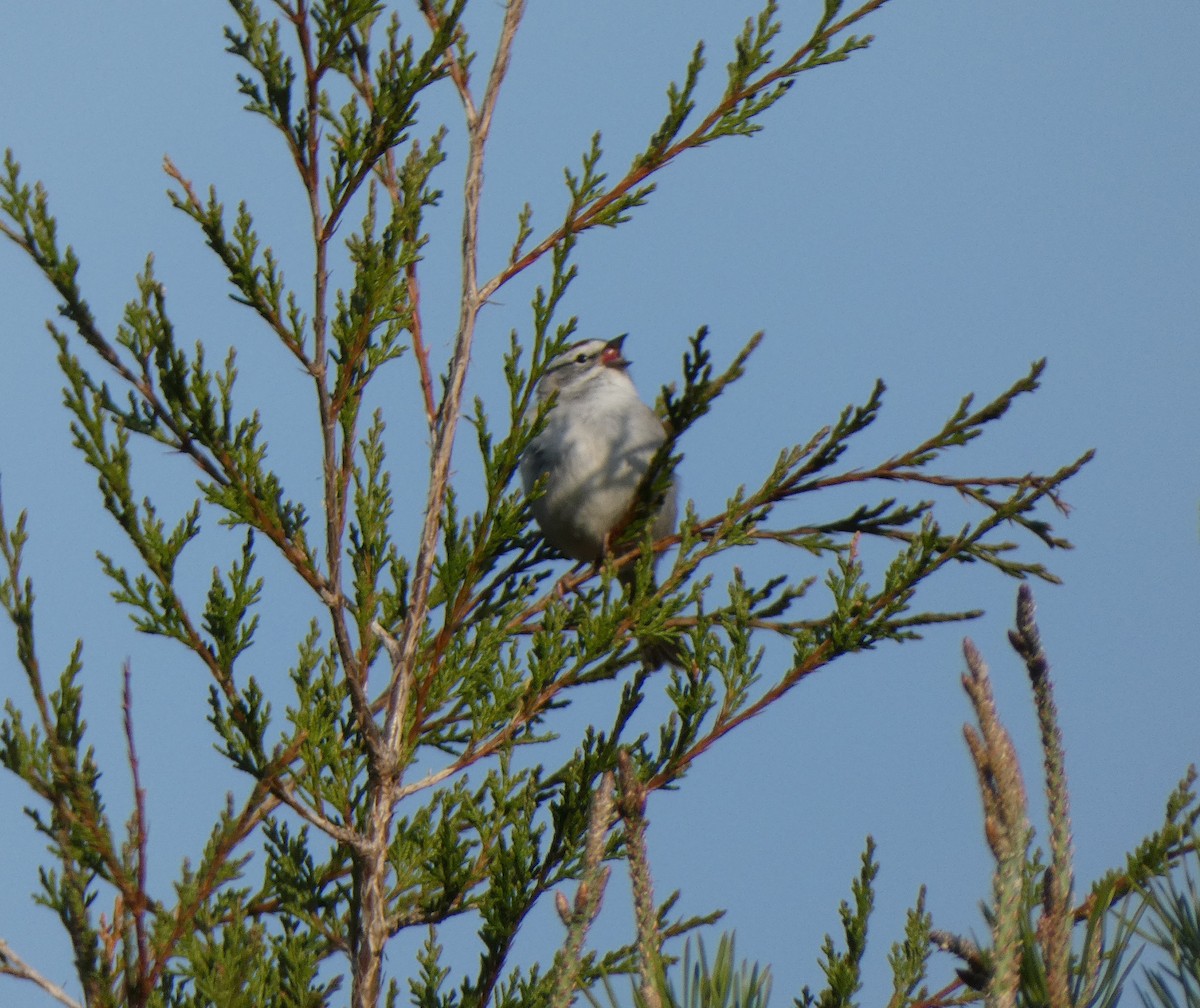 Chipping Sparrow - ML151841631