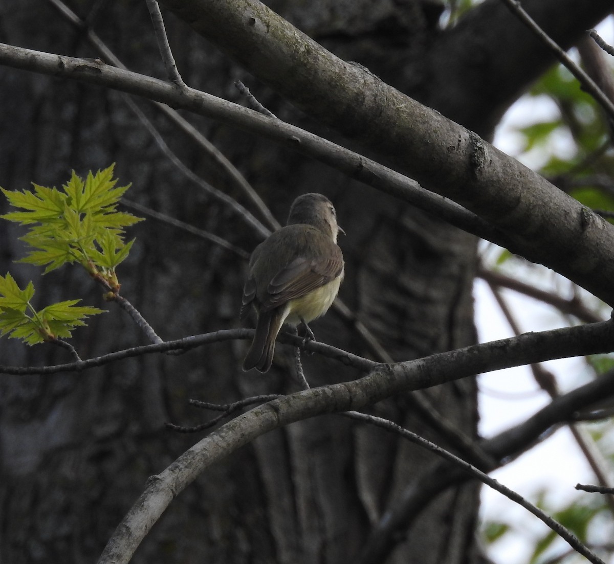Warbling Vireo - Mike Thelen