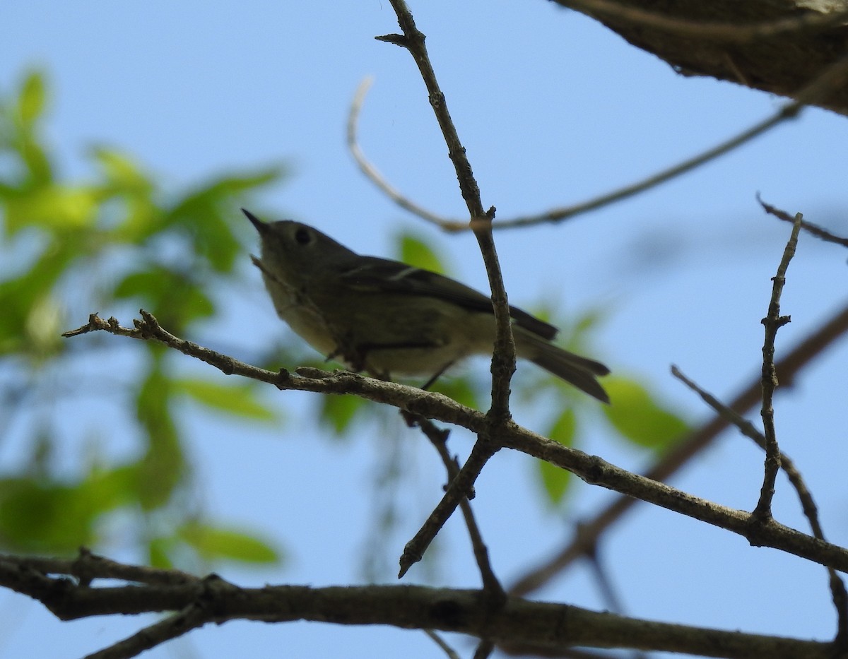 Ruby-crowned Kinglet - Mike Thelen
