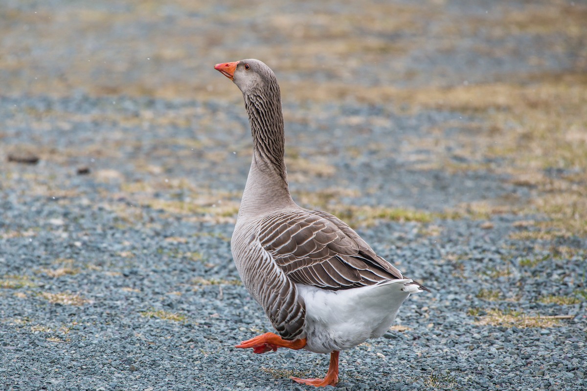 Graylag Goose (Domestic type) - Frank King