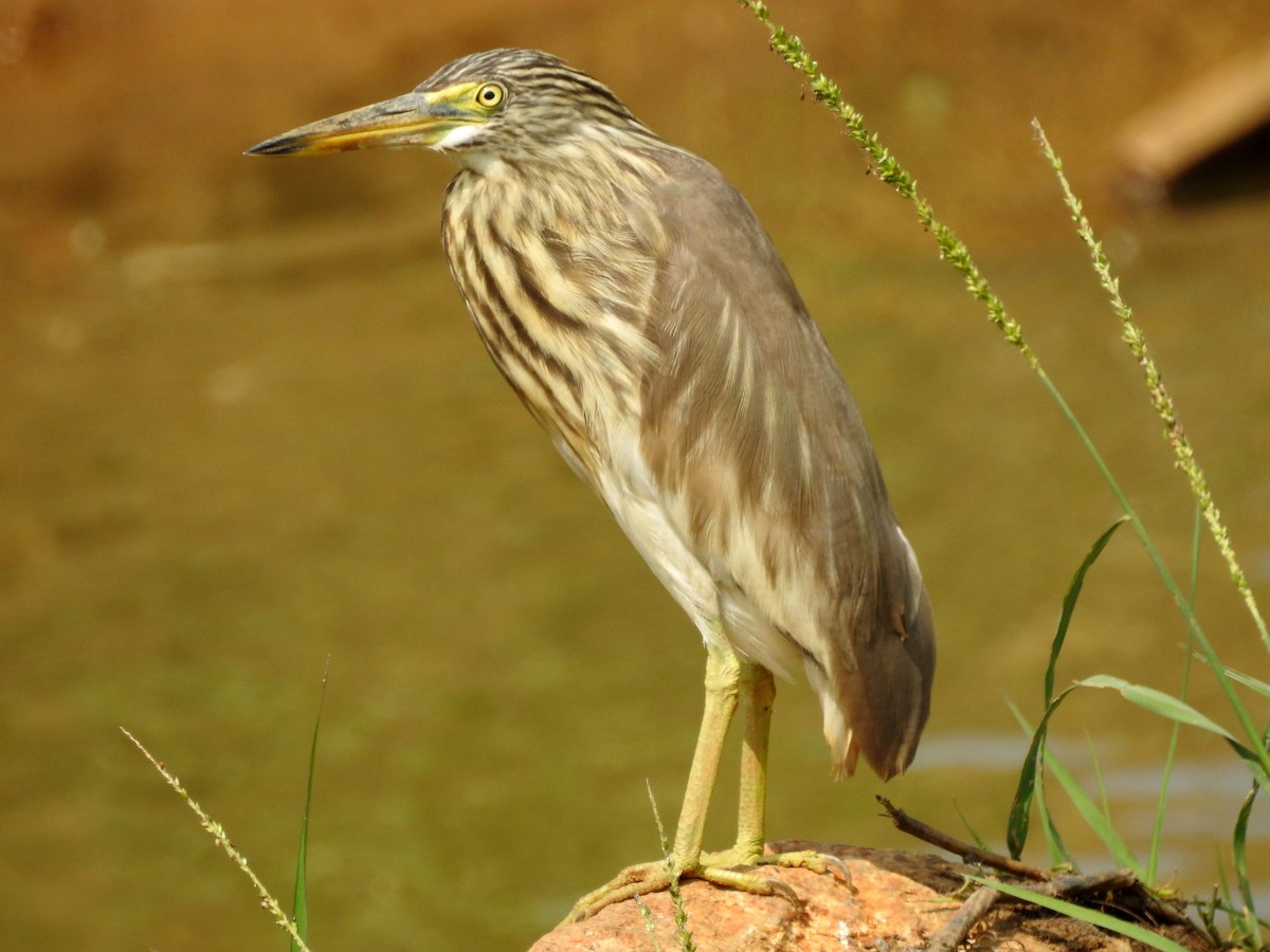 Indian Pond-Heron - Manoj Karingamadathil