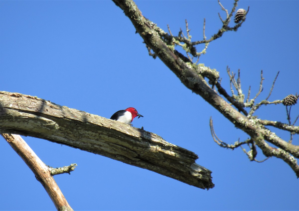 Red-headed Woodpecker - Sarah Webb
