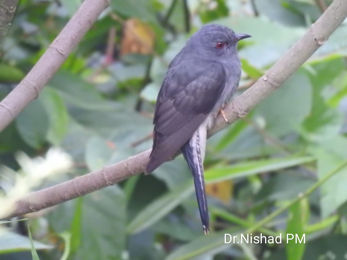 Gray-bellied Cuckoo - Dr. NISHAD PM