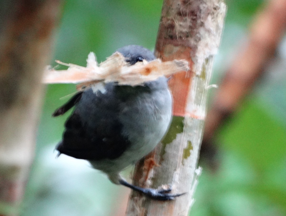 Plain-colored Tanager - ML151845541