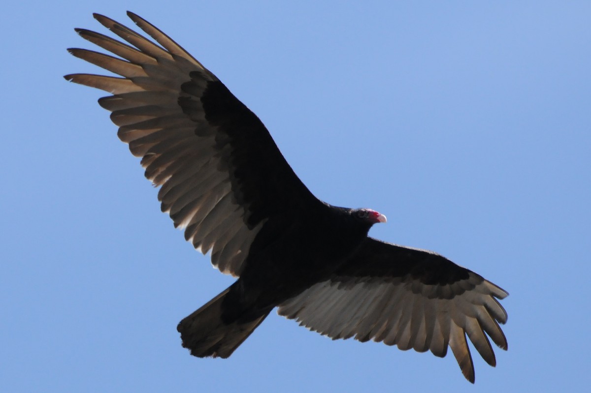 Turkey Vulture - Kiah R. Jasper