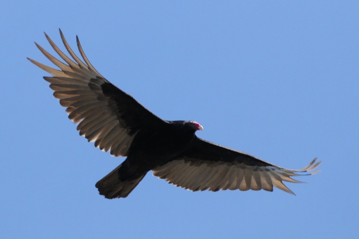 Turkey Vulture - Kiah R. Jasper