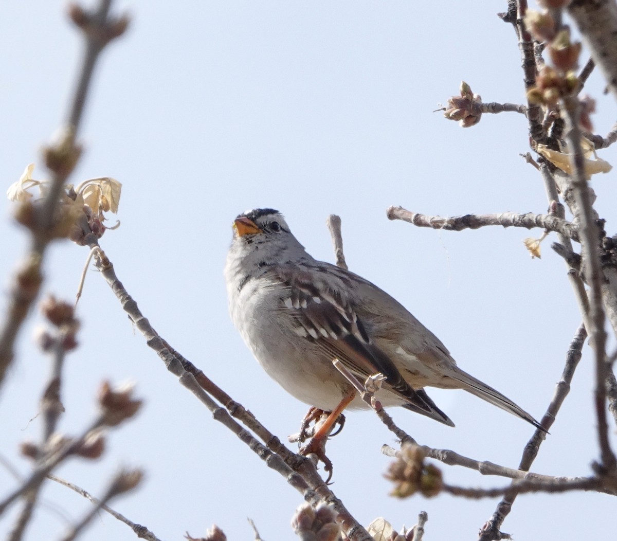White-crowned Sparrow - Doug Swartz