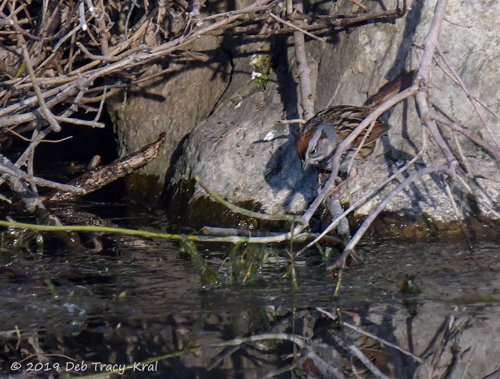 Swamp Sparrow - Deborah Kral