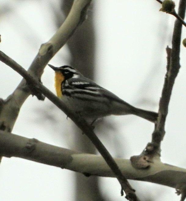 Yellow-throated Warbler - Ronnie Clark