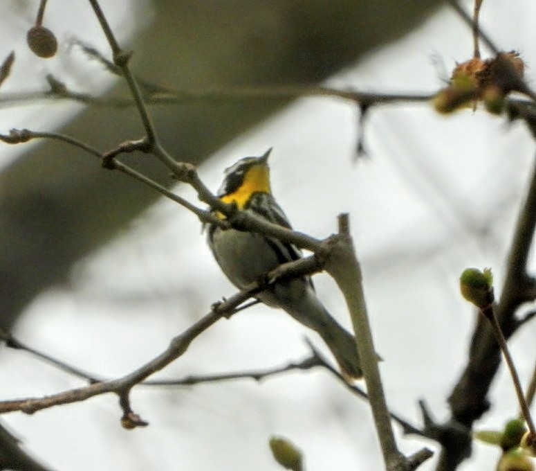 Yellow-throated Warbler - Ronnie Clark