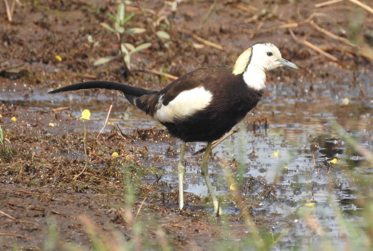 Pheasant-tailed Jacana - Manoj Karingamadathil