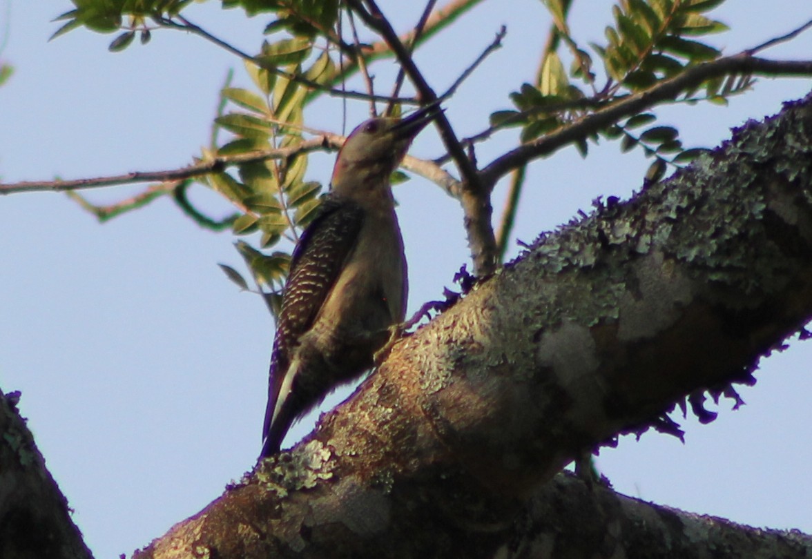Golden-fronted Woodpecker - ML151848091