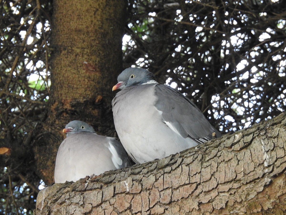 Common Wood-Pigeon (White-necked) - Helen Desjardins