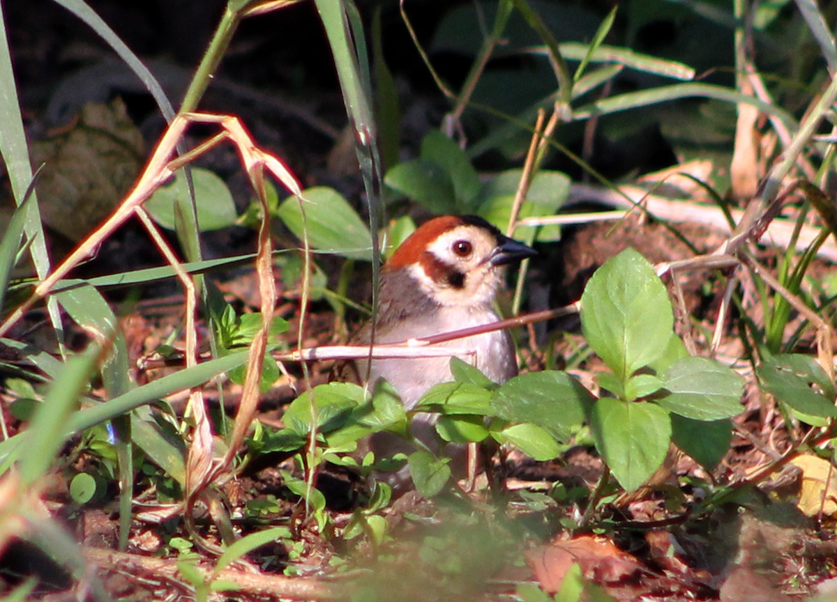 White-faced Ground-Sparrow - ML151848331