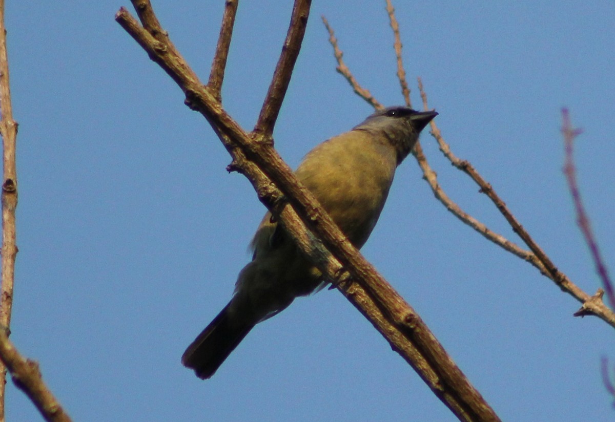 Yellow-winged Tanager - ML151848531