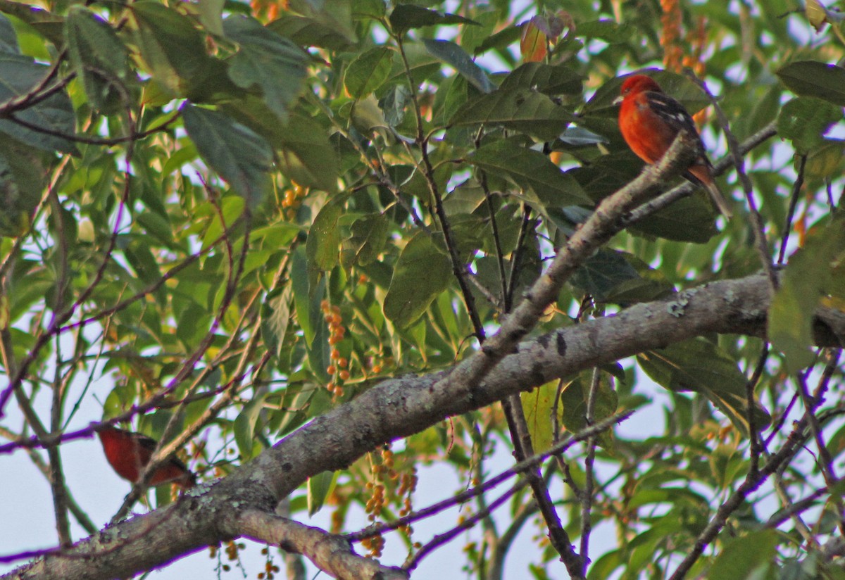 Flame-colored Tanager - ML151848901