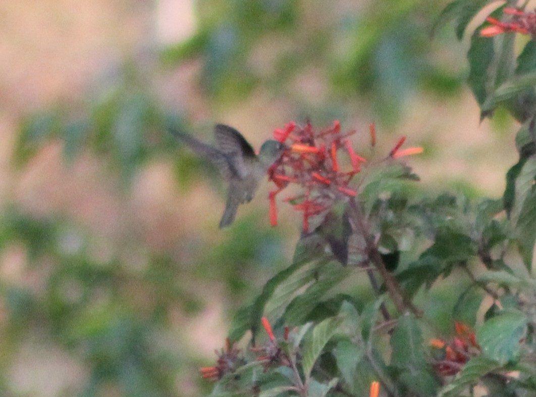 Azure-crowned Hummingbird - Mario Trejo