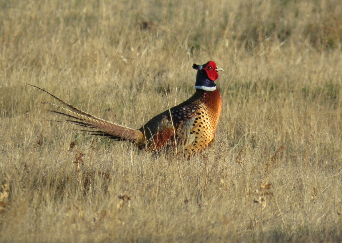 Ring-necked Pheasant - Jeff Mander