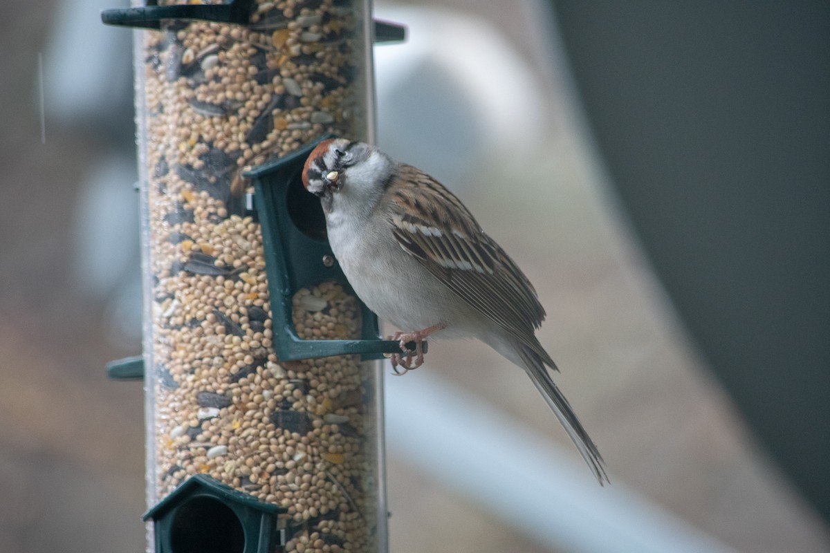 Chipping Sparrow - Richard Littauer