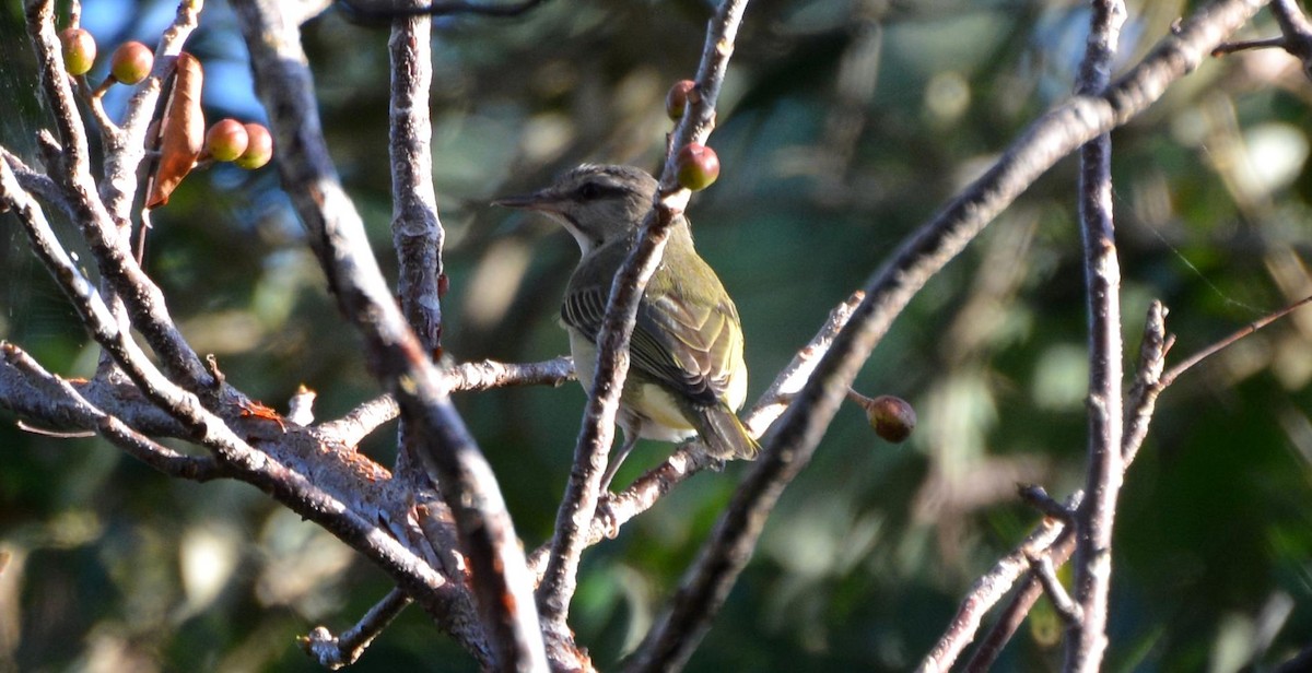 Black-whiskered Vireo - James Armstrong