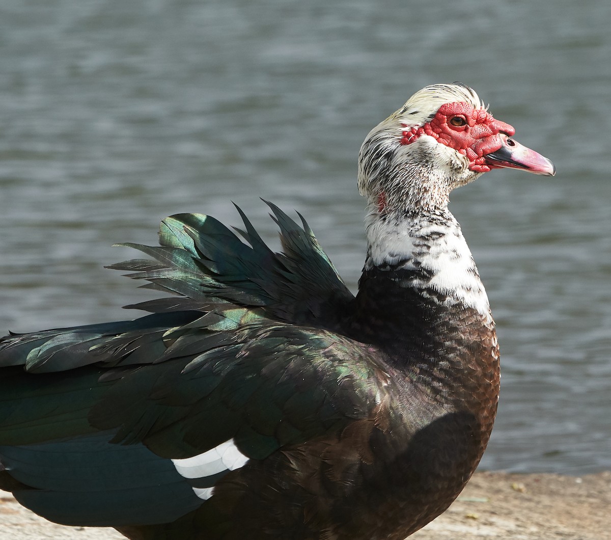 Muscovy Duck (Domestic type) - ML151849511
