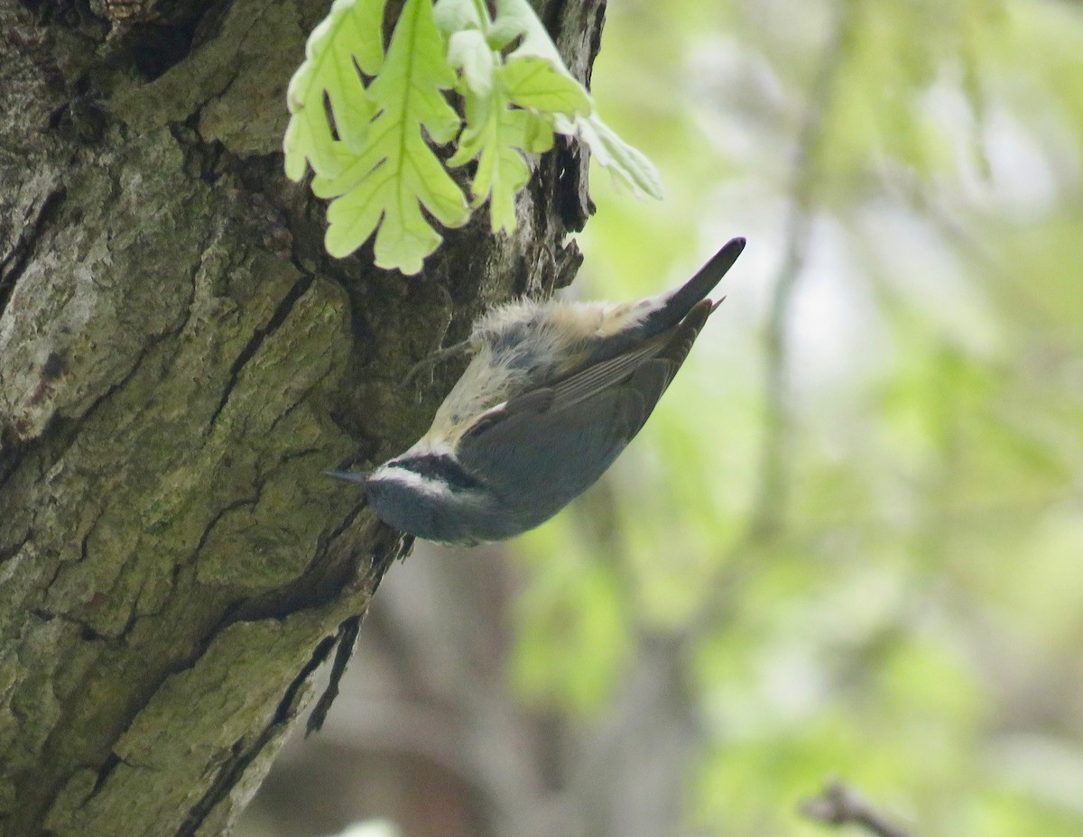 Red-breasted Nuthatch - Gerry Hawkins
