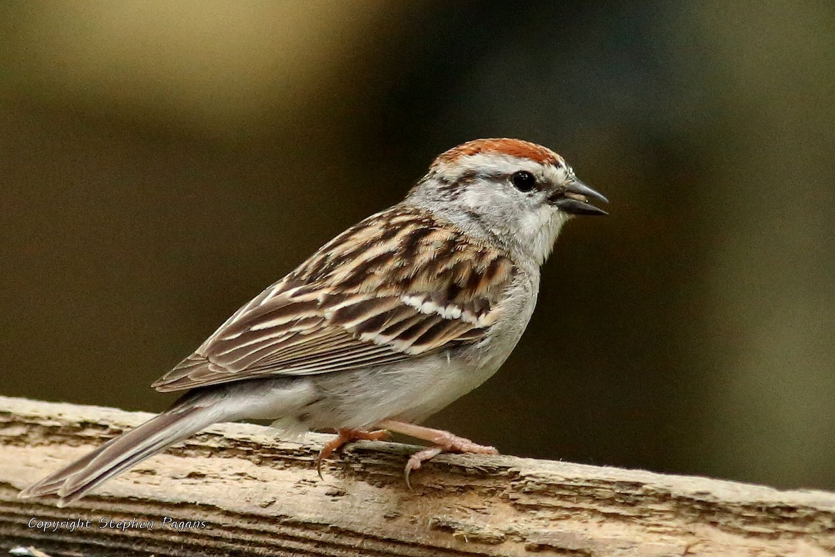 Chipping Sparrow - Steve Pagans
