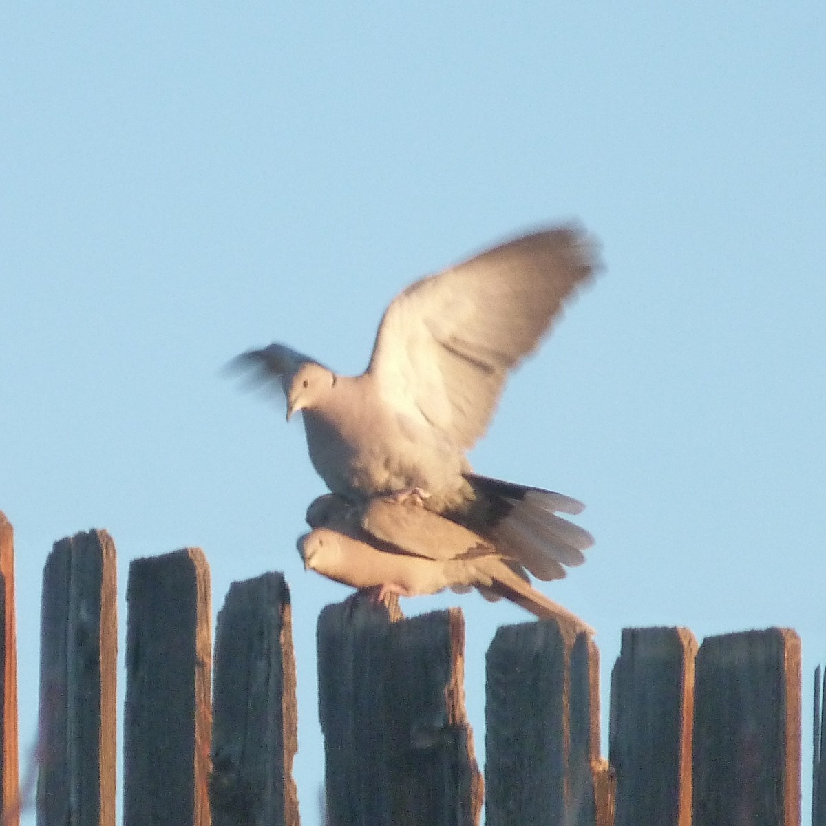 Eurasian Collared-Dove - Kenneth Stinchcomb