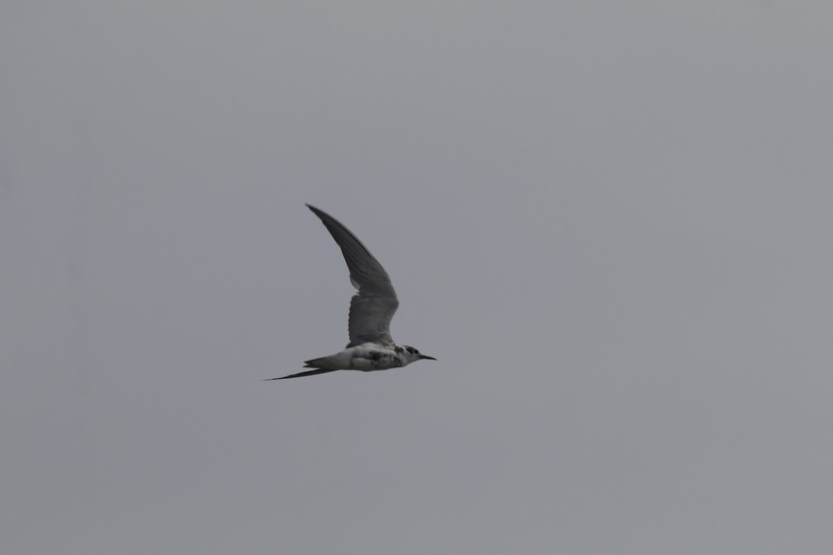 Black Tern - Doug Kibbe